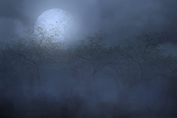 Câmp Luncă Copaci Fundal Scena Noapte — Fotografie, imagine de stoc