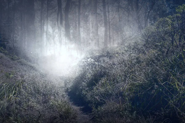 Bosque Embrujado Con Niebla Fondo Dramático Concepto Halloween — Foto de Stock