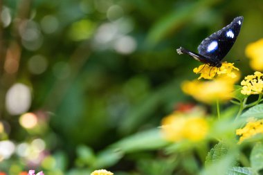 Çiçeğe yakın kelebek - Görüntü çiçek arkaplanı.