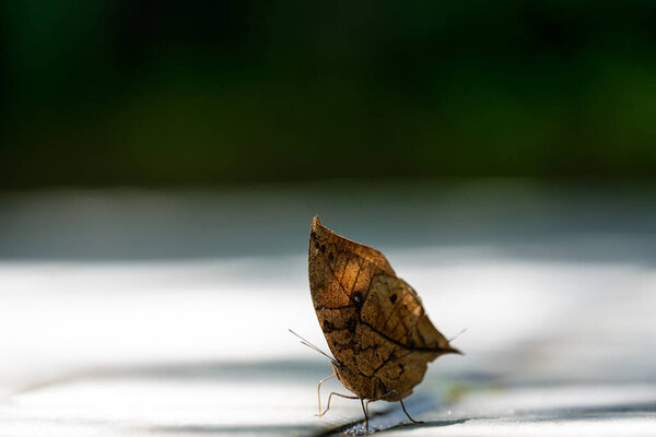 Dead-leaf butterflies on cement floor