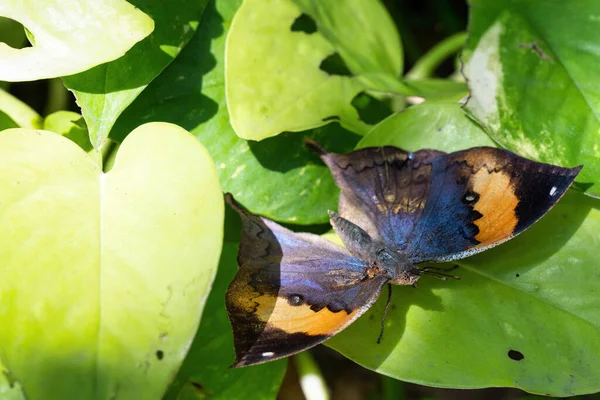 Motyl Zielonym Liściu — Zdjęcie stockowe