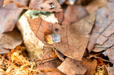 Cubaris sp. Rubber ducky. Isopod  crawls on dry leaves