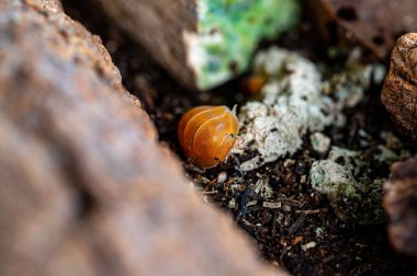 Cubaris sp. Amber ducky. Isopod emerging from the soil