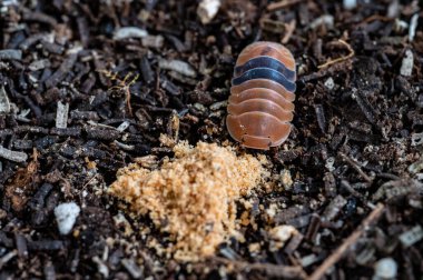 Cubaris sp. Amber ducky. Isopod eating foods
