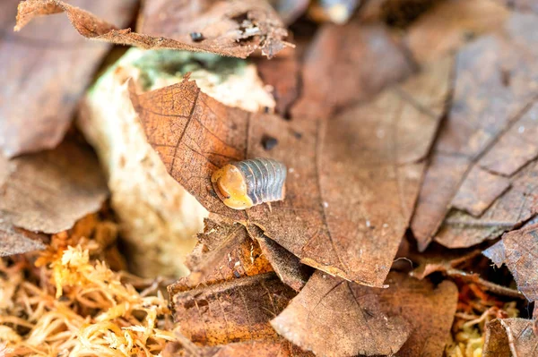 Cubaris Rubber Ducky Isopod Crawls Dry Leaves — ストック写真