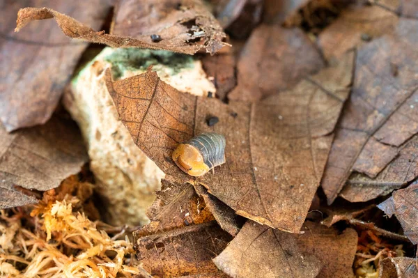 Cubaris Rubber Ducky Isopod Crawls Dry Leaves — Stock Fotó