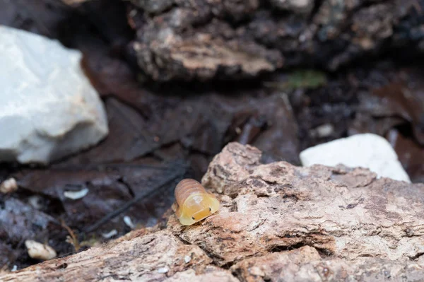 Cubaris Blonde Ducky Isopod Crawl Rock — Stock fotografie