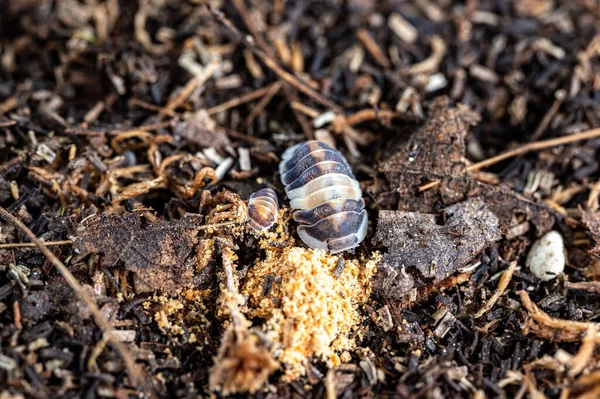 Cubaris Cappuccino Isopod Eating Foods — Stock Fotó