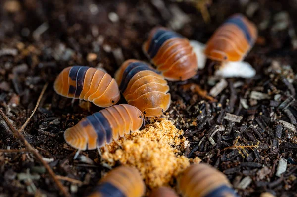 Cubaris sp. Amber ducky. Isopod eating foods