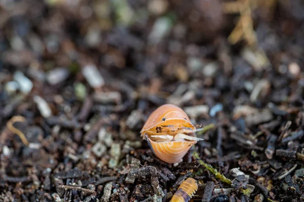 Cubaris Amber Ducky Isopod Rolling — Stock Fotó