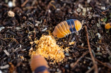 Cubaris sp. Amber ducky. Isopod eating foods