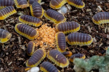 Cubaris sp. Lemon Blue. Isopod eating foods