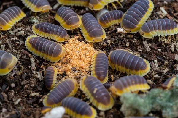 Cubaris Lemon Blue Isopod Eating Foods — Foto de Stock