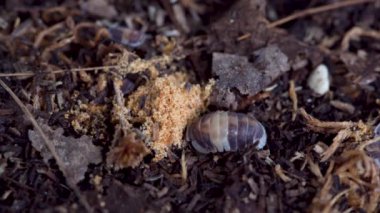 Cubaris sp. Cappuccino. Isopod is eating