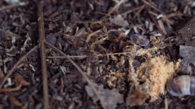 Cubaris sp. Cappuccino. Isopod is eating