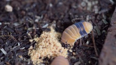 Cubaris sp. Amber ducky. Isopod is eating