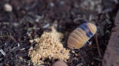 Cubaris sp. Amber ducky.  Isopod is eating