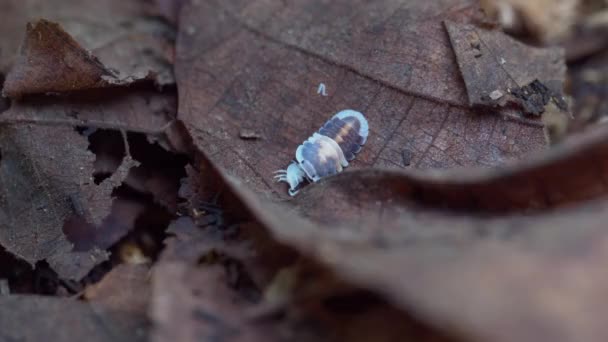 Cubaris Cappuccino Isopod Dry Leaves Eating Molt Carcasses — Stock video