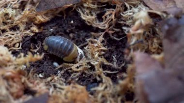 Cubaris sp. Rubber ducky.  Isopod crawling on the ground