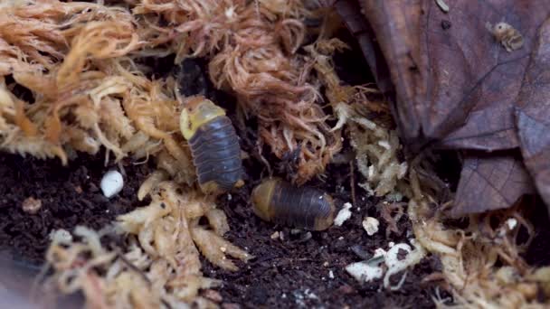 Cubaris Rubber Ducky Isopod Crawling Ground — Video Stock