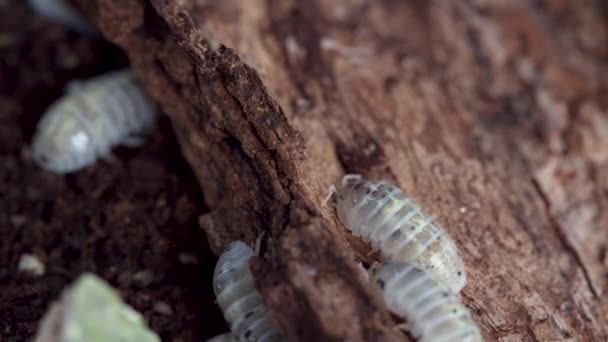 Armadillidium Vulgare Magic Potion Isopod Logs — Vídeo de Stock