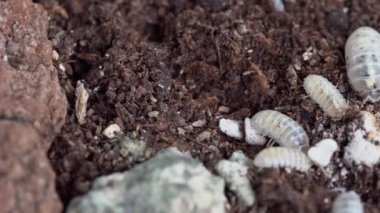 Armadillidium vulgare sp. Magic Potion. Isopod is eating