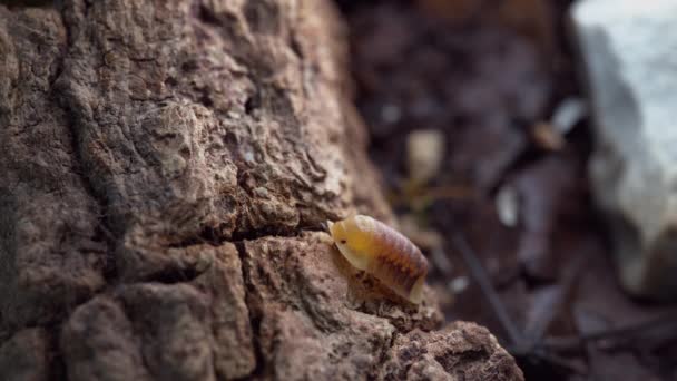 Cubaris Rubber Ducky Isopod Crawling Ground — Vídeo de stock