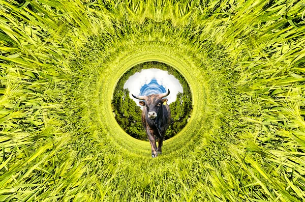 Бык на зеленом лугу — стоковое фото