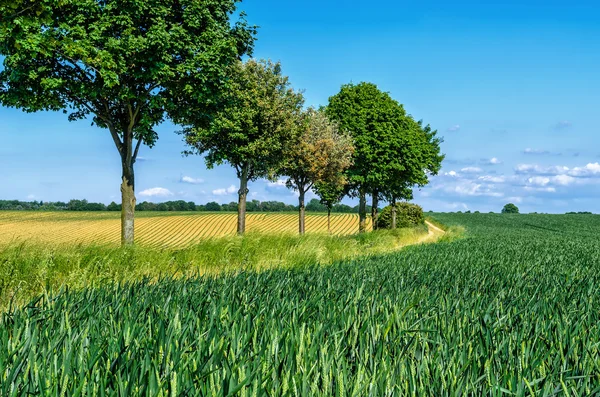 Línea del árbol — Foto de Stock