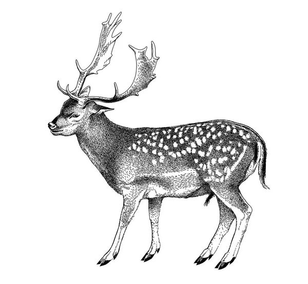 Cervus Nippon Spatřen Jelen Rohy Dapped Sika Deer Ručně Kreslený — Stock fotografie