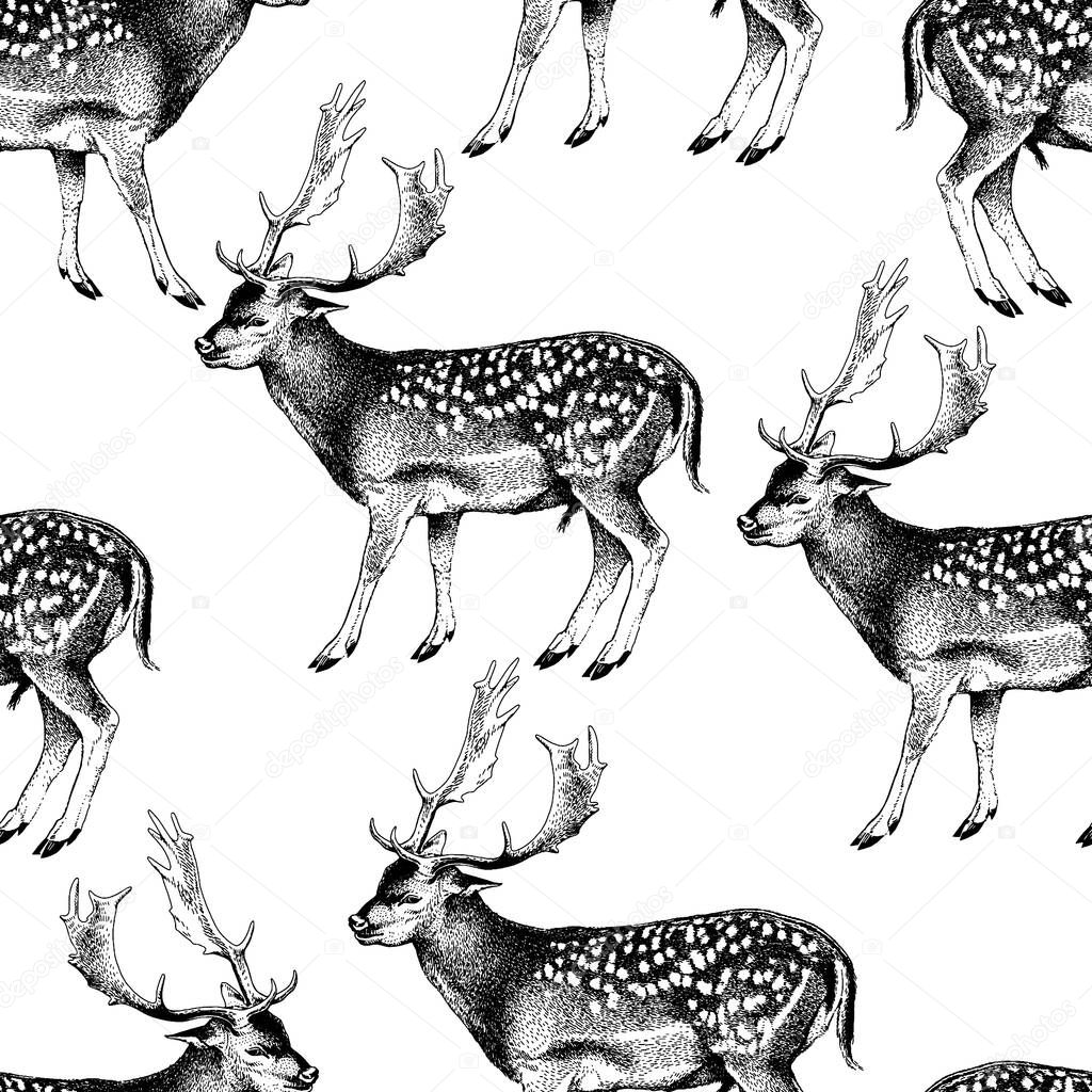 Seamless pattern. Spotted deer with horns. Cervus nippon. Dappled sika deer. Hand drawn realistic sketch, graphics monochrome vector illustration.