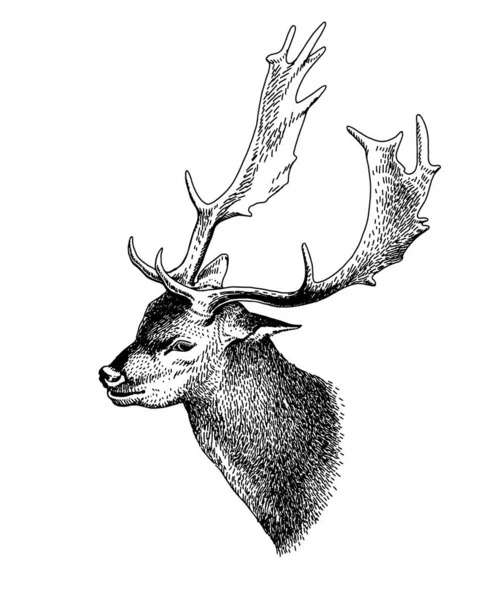 Head deer with horns. Vector sketch, vintage portrait of animal, engraving style. Hand-drawn drawing of deer with antlers. For tattoo, print, t-shirt. — Stock Vector