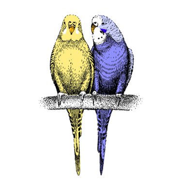 Budgerigars skeci. İki yaygın, kabuklu muhabbet kuşu. İşleme tarzında el yapımı muhabbet kuşları. Dalgalı papağanlar aşık. Bir çift tropikal kuş dalda.