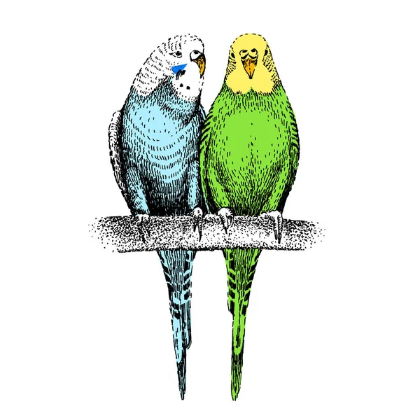 Budgerigars sketch. Two common, shell parakeets. Hand-drawn budgies on engraving style. Wavy parrots in love. Couple of tropical birds on branch. — Stock Vector