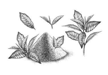 Kibrit tozu ve yeşil çay. Japon içeceği. Yeşil çay içmek için öğütülmüş yapraklar. Klasik noktacılık tarzında eskiz. Oymalı vektör.