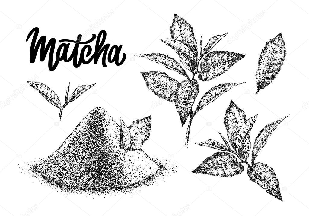 Matcha. Powder and branch leaves green tea. Realistic sketch. Japanese beverage. Pointillism. Hand-drawn illustration, engraved vector with lettering.
