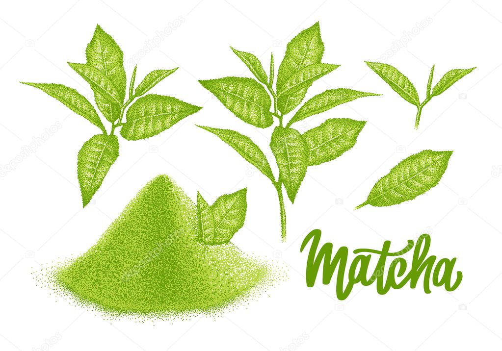 Matcha. Powder and branch leaves green tea. Realistic sketch. Japanese beverage. Pointillism. Hand-drawn illustration, engraved vector with lettering.