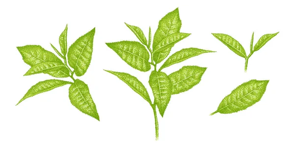 Bladeren van groene thee matcha. Set van realistische groene thee bladeren, spruiten, prikkers. Schets van theeplanten. Illustratie in pointillisme. Handgetekende vector. — Stockvector