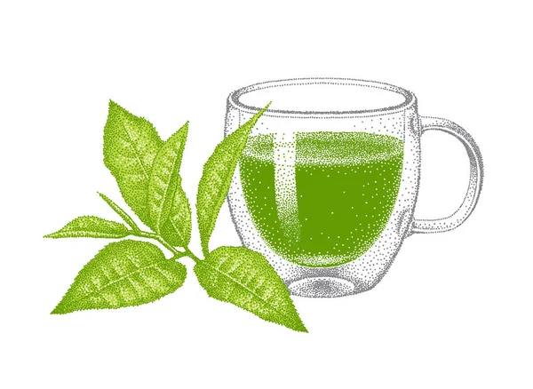 Té verde Matcha en taza de vidrio de doble pared. Hojas de té verde. Ilustración en estilo vintage, puntillismo. Dibujo vectorial grabado a mano. — Vector de stock