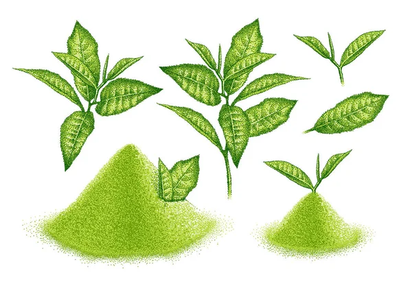 Matcha en polvo y hojas de té verde. Bebida japonesa. Hojas trituradas para tomar té verde. Boceto en estilo puntillismo vintage. Vector grabado. — Vector de stock