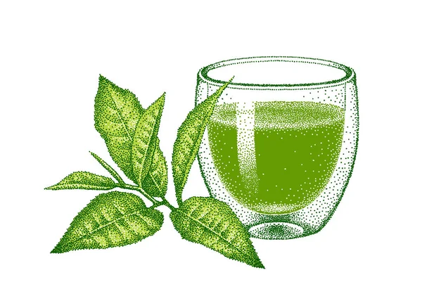 Matcha grüner Tee in Glas doppelwandig Tasse. Blätter des grünen Tees. Illustration im Vintage-Stil, Pointillismus. Handgezeichnete gravierte Vektorskizze. — Stockvektor