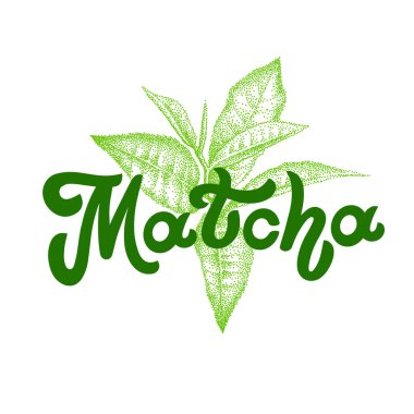 Matcha harf dizaynı. Çay ürünleri için yeşil yapraklı dekorasyon. El çizimi vektör kaligrafisi. Asya Japon içeceği. Yeşil çay içeceği. Logo.