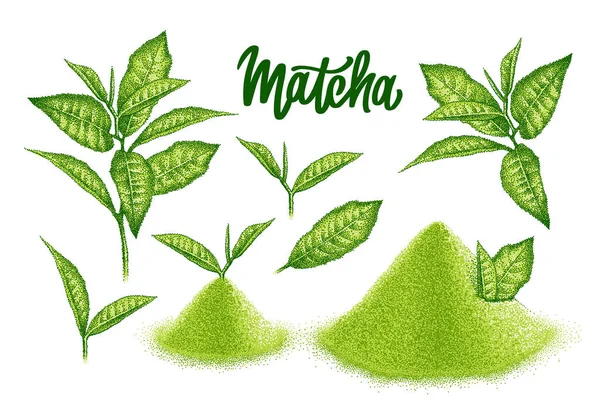 Matcha por és zöld teát hagy. Japán ital. Zúzott levelek zöld teaitalhoz. Vázlat klasszikus pointillizmus stílusban. Gravírozott vektor. — Stock Vector