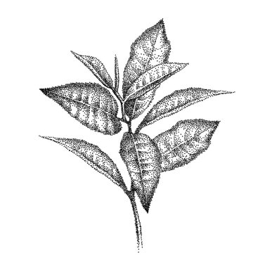 Bir dal yaprak çayı. Gerçekçi yeşil çay yaprakları, filiz. Çay bitkisi çizimi. Bitmap noktalama tarzında illüstrasyon. El çizimi vektör.
