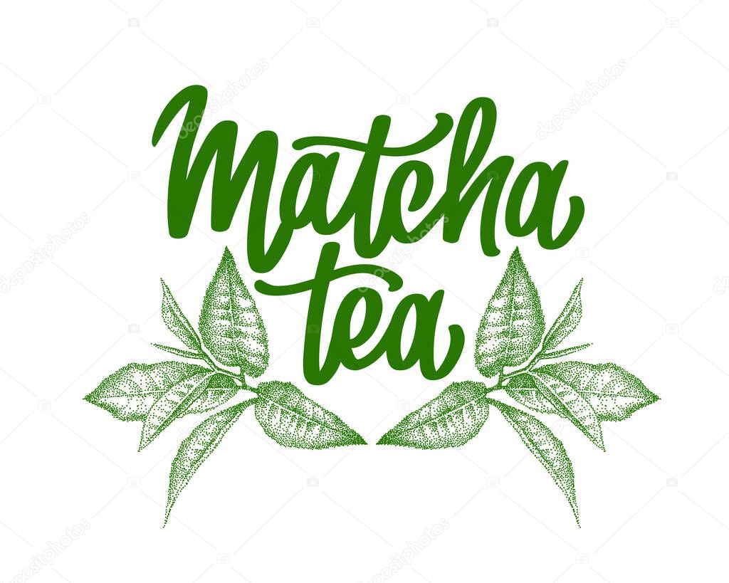 Matcha logo design. Lettering decorated of branch green leaves. Hand-drawn vector calligraphy for tea product. Japanese beverage. Green tea drink.