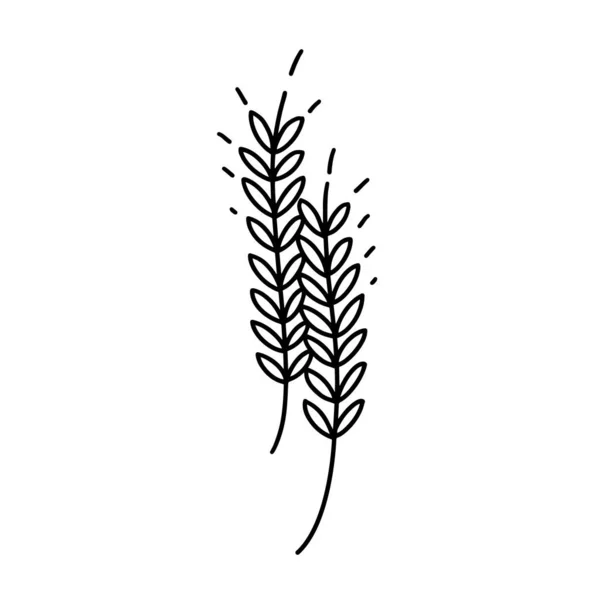 斯皮凯莱特线图标 稻谷和麦粒 轮廓绘制 设计以烘焙产品 面粉为主题 黑麦风格 收获标志和扁平标志模板 — 图库矢量图片