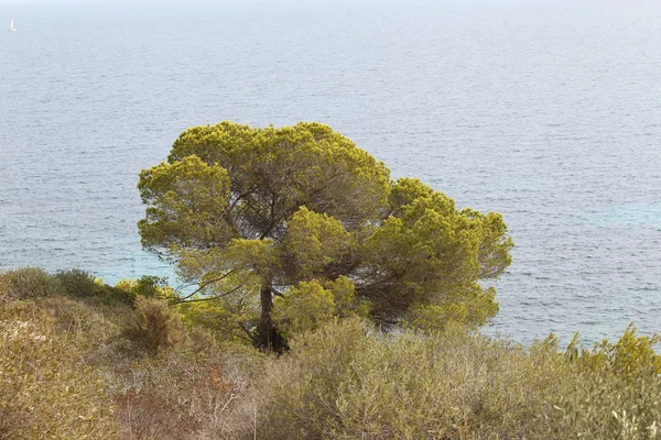Krajobraz na Majorce — Zdjęcie stockowe