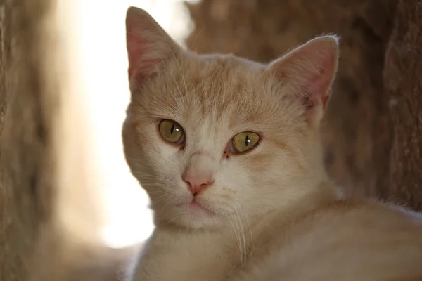 Gato de gengibre — Fotografia de Stock