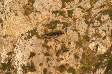 mallorca ada peyzaj