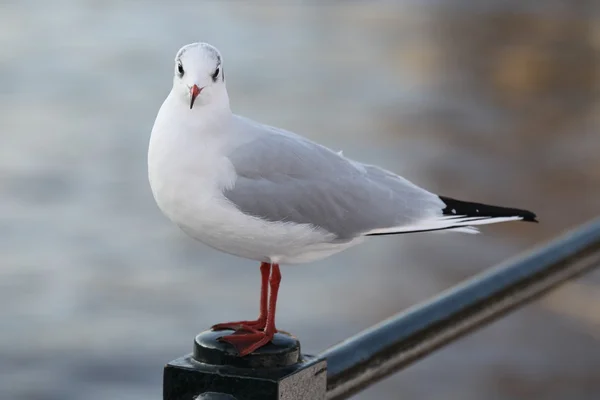 Paloma — Foto de Stock